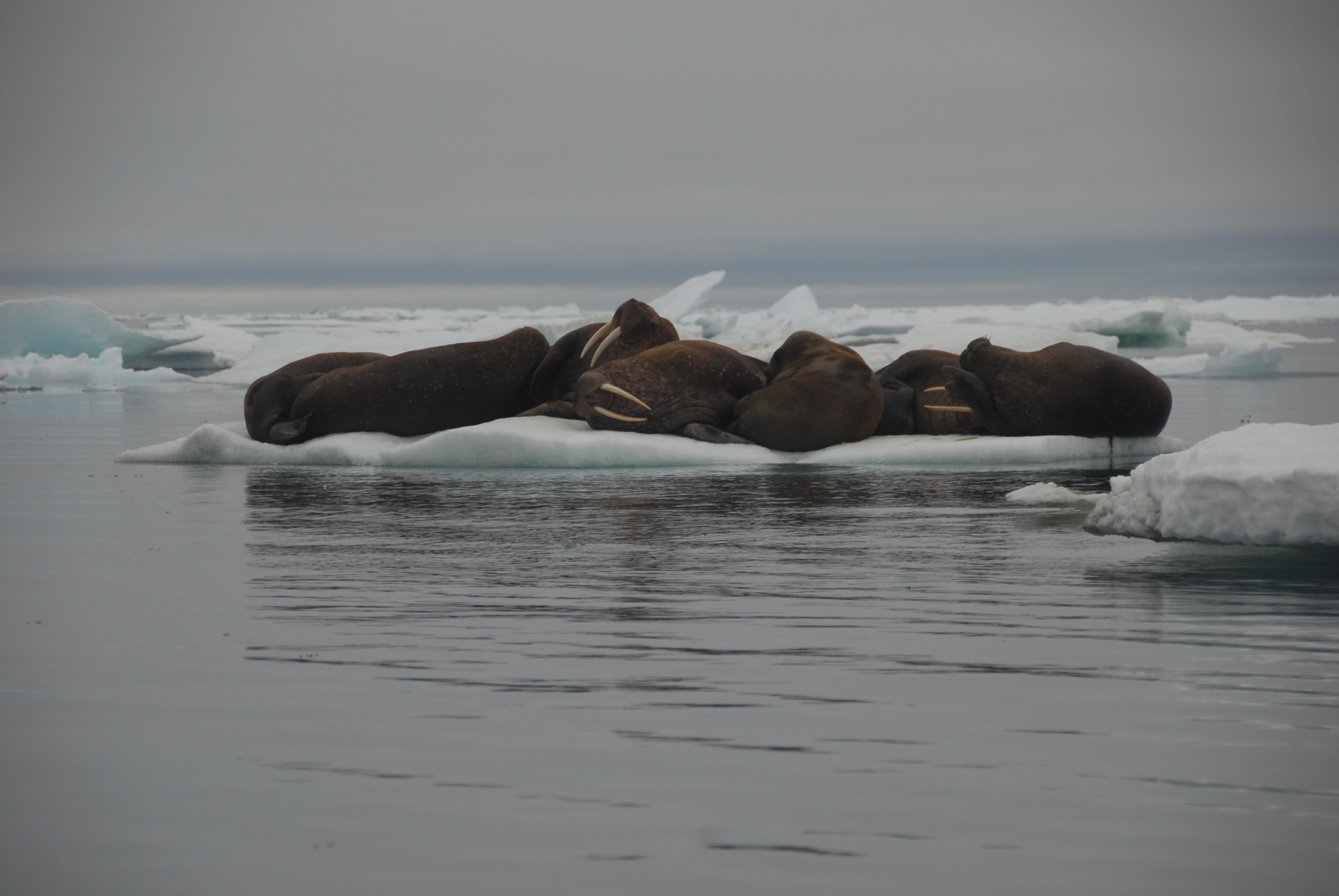 walrus on ice